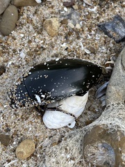 Hydrophilus triangularis