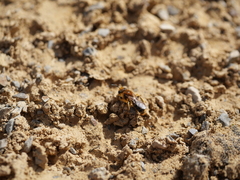 Leioproctus fulvescens