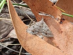Dichromodes mesogonia