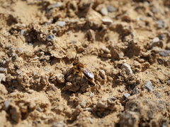 Leioproctus fulvescens