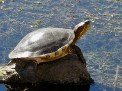 Trachemys ornata