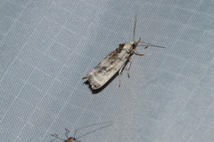Antaeotricha