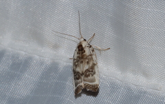 Antaeotricha