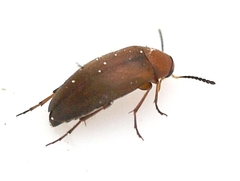 Anaspis rufa