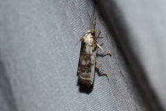 Antaeotricha