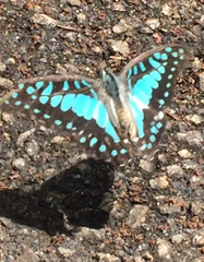 Graphium doson evemonides