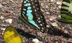 Graphium doson evemonides