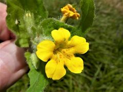 Erythranthe moschata