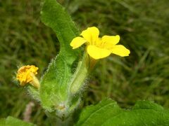 Erythranthe moschata