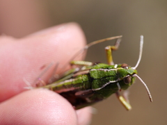 Sigaus australis