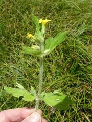 Erythranthe moschata