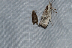 Antaeotricha