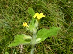 Erythranthe moschata