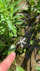 Heteranthera limosa