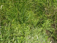 Erythranthe moschata