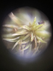 Ptychostomum pseudotriquetrum