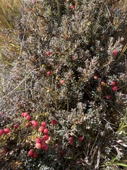 Acrothamnus colensoi