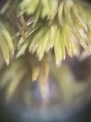 Ptychostomum pseudotriquetrum