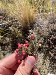 Acrothamnus colensoi