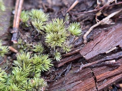 Ptychostomum pseudotriquetrum