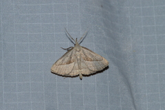 Macrochilo absorptalis