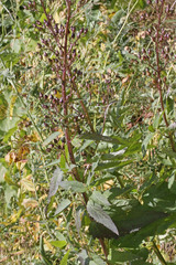 Scrophularia lanceolata