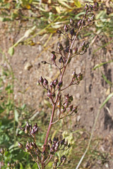 Scrophularia lanceolata