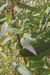 Scrophularia lanceolata