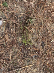 Ptychostomum pseudotriquetrum