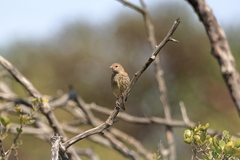 Euplectes capensis capensis