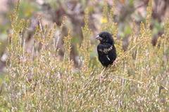 Euplectes capensis capensis