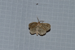 Hypagyrtis