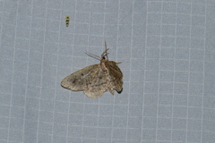 Hypagyrtis