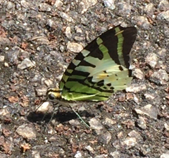 Graphium antiphates itamputi