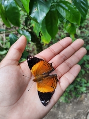 Hypanartia godmanii