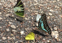 Graphium antiphates itamputi