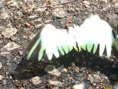 Graphium antiphates itamputi