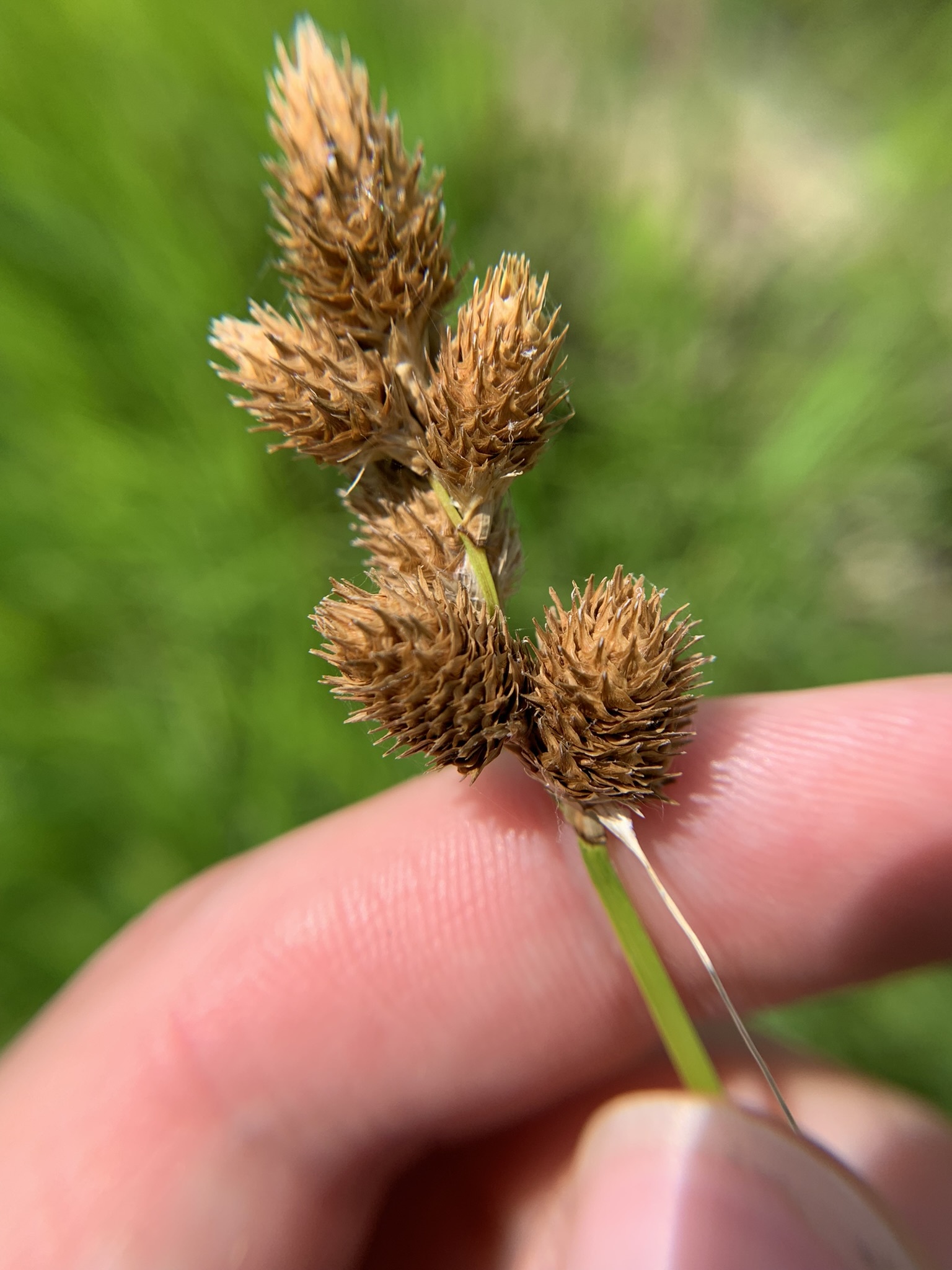 Carex alata