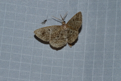 Hypagyrtis