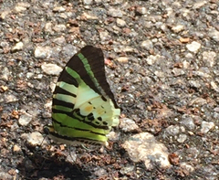 Graphium antiphates itamputi