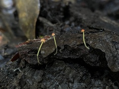 Mycena acicula