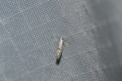 Argyresthia thuiella