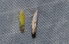 Argyresthia thuiella