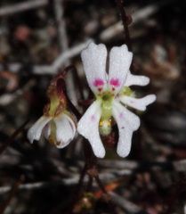 Stylidium calcaratum