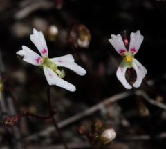 Stylidium calcaratum