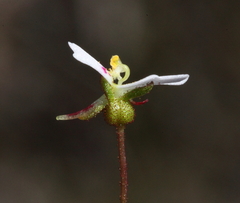 Stylidium calcaratum