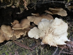 Lentinellus montanus