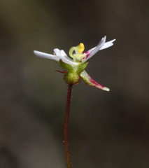 Stylidium calcaratum