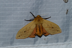 Pyrrharctia isabella