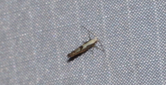 Argyresthia conjugella